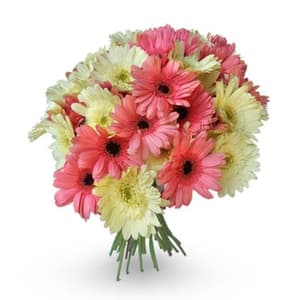 24 Pink and White Gerberas Bunch